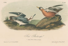 Load image into Gallery viewer, Audubon, John James “Red Phalarope.” Pl. 339