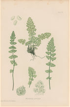 Load image into Gallery viewer, Bradbury, Henry Plate 106