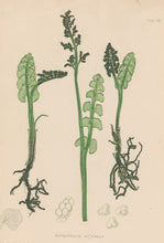 Load image into Gallery viewer, Bradbury, Henry Plate 112