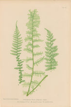 Load image into Gallery viewer, Bradbury, Henry Plate 60