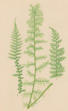 Load image into Gallery viewer, Bradbury, Henry Plate 60