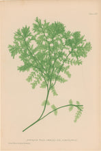 Load image into Gallery viewer, Bradbury, Henry Plate 65