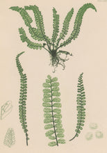 Load image into Gallery viewer, Bradbury, Henry Plate 75