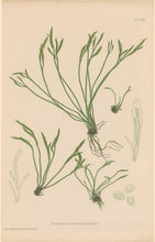 Load image into Gallery viewer, Bradbury, Henry Plate 81