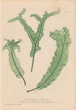 Load image into Gallery viewer, Bradbury, Henry Plate 91bis