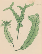 Load image into Gallery viewer, Bradbury, Henry Plate 91bis