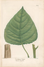 Load image into Gallery viewer, Michaux, Fracois Andre "Plate 94- Carolinian Poplar"