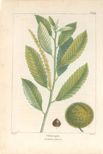 Load image into Gallery viewer, Michaux, Fracois Andre "Plate 105- Chincapin"