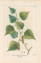 Load image into Gallery viewer, Michaux, Fracois Andre "Plate 70- Common European White Birch"