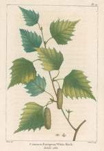 Load image into Gallery viewer, Michaux, Fracois Andre "Plate 70- Common European White Birch"