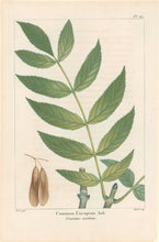 Load image into Gallery viewer, Michaux, Fracois Andre "Plate 121- Common European Ash"