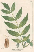Load image into Gallery viewer, Michaux, Fracois Andre "Plate 121- Common European Ash"