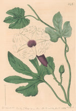 Load image into Gallery viewer, Edwards, Sydenham. Plate 342