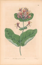 Load image into Gallery viewer, Edwards, Sydenham Plate 138