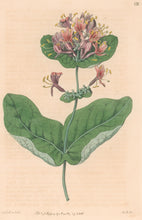 Load image into Gallery viewer, Edwards, Sydenham Plate 138