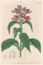 Load image into Gallery viewer, Edwards, Sydenham Plate 175