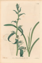 Load image into Gallery viewer, Edwards, Sydenham Plate 554