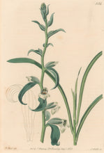 Load image into Gallery viewer, Edwards, Sydenham Plate 554