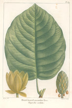 Load image into Gallery viewer, Michaux, Fracois Andre "Plate 54- Heart Leaved Cucumber Tree"