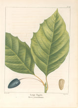 Load image into Gallery viewer, Michaux, Fracois Andre "Plate 112- Large Tupelo"
