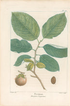 Load image into Gallery viewer, Michaux, Fracois Andre "Plate 93- Persimon"