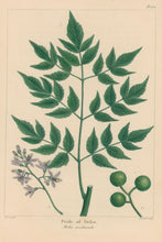 Load image into Gallery viewer, Michaux, Fracois Andre "Plate 102- Pride of India"