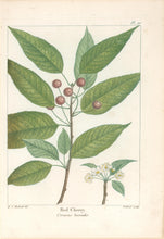 Load image into Gallery viewer, Michaux, Fracois Andre "Plate 90- Red Cherry"