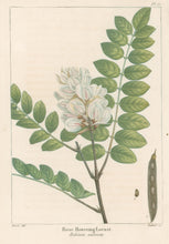 Load image into Gallery viewer, Michaux, Fracois Andre "Plate 77- Rose Flowering Locust"
