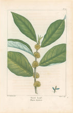 Load image into Gallery viewer, Michaux, Fracois Andre "Plate 117- Sveet Leaf"