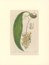 Load image into Gallery viewer, Sweet Pl. 2005