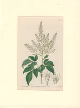 Load image into Gallery viewer, Sweet Pl. 2011