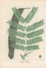 Load image into Gallery viewer, Michaux, Fracois Andre "Plate 79- Sweet Locust"