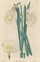 Load image into Gallery viewer, Sweet Pl. 101