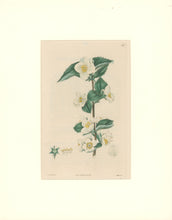 Load image into Gallery viewer, Sweet Pl. 119