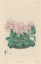 Load image into Gallery viewer, Sweet Pl. 123