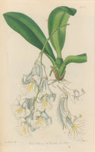 Load image into Gallery viewer, Sweet Pl. 1927