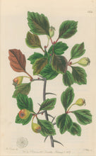 Load image into Gallery viewer, Sweet Pl. 1932