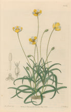 Load image into Gallery viewer, Sweet Pl. 1954