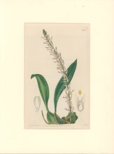 Load image into Gallery viewer, Sweet Pl. 1964