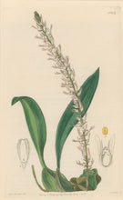 Load image into Gallery viewer, Sweet Pl. 1964