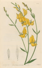 Load image into Gallery viewer, Sweet Pl. 1974