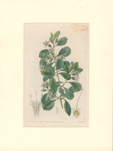 Load image into Gallery viewer, Sweet Pl. 1985