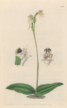 Load image into Gallery viewer, Sweet Pl. 1998