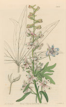 Load image into Gallery viewer, Sweet Pl. 1999