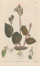 Load image into Gallery viewer, Sweet Pl. 2010