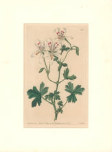 Load image into Gallery viewer, Sweet Pl. 238