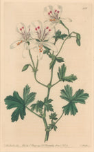 Load image into Gallery viewer, Sweet Pl. 238