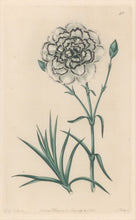 Load image into Gallery viewer, Sweet Pl. 40