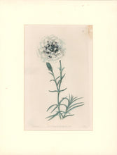 Load image into Gallery viewer, Sweet Pl. 47