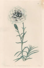 Load image into Gallery viewer, Sweet Pl. 47